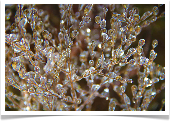 Arte Ac ICE Photography