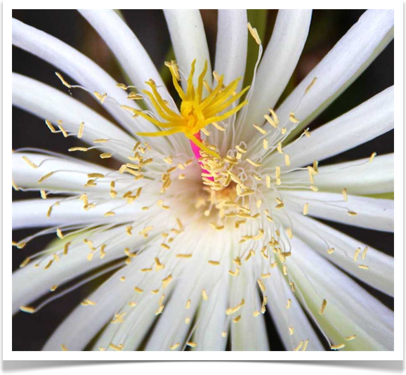 Fotografias De Flores Mexico